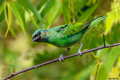 SAÌRA MILITAR (Tangara cyanocephala) (J)